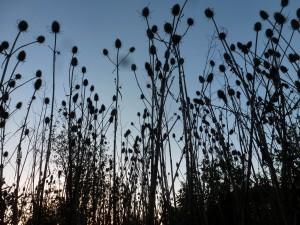 ditflowersteazlessunset1-14
