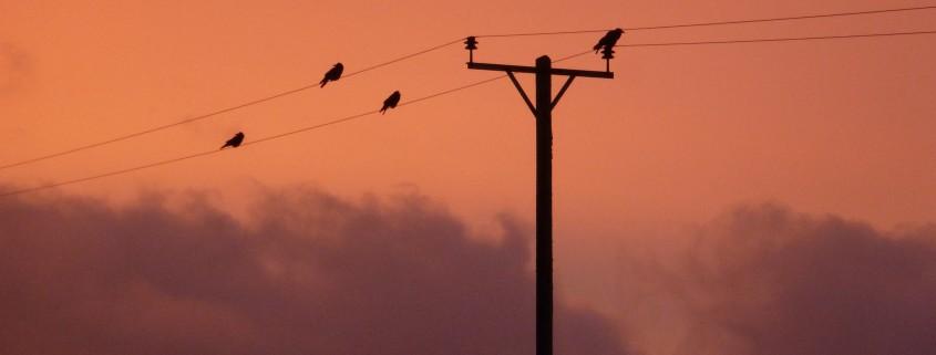 Starling sunrise at Dittiscombe
