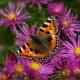 ditbutterflytortoishell3-08mac