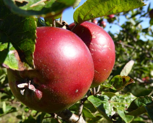 Orchard at Dittiscombe
