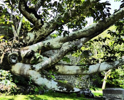 Magnolia Tree at Overbeck's near Salcombe