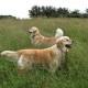 Dogs welcome at Dittiscombe South Devon