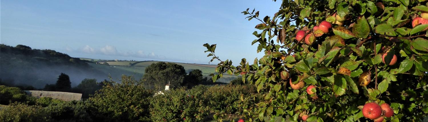 Apple Orchard at Dittiscombe, South Hams