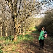 Forest Bathing at Dittiscombe Estate & Cottages
