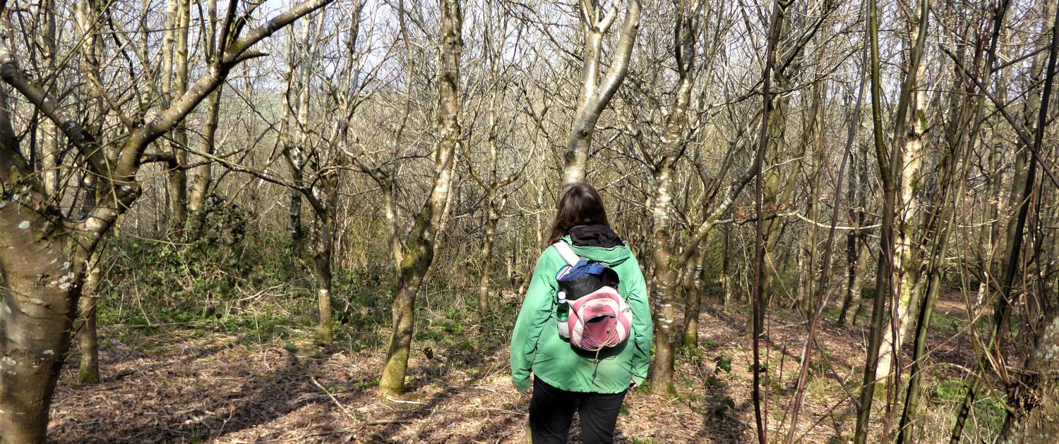 Forest Bathing at Dittiscombe Estate & Cottages