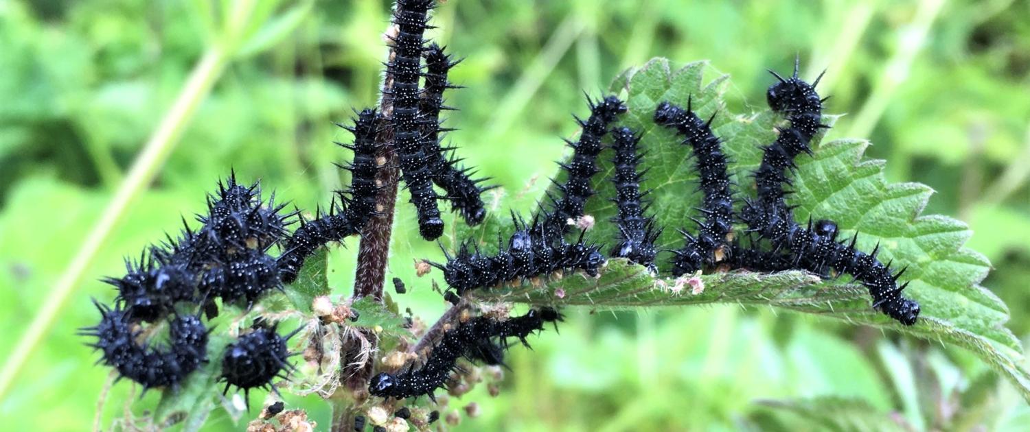 Peacock Butterfly Caterpillars, Dittiscombe, South Devon