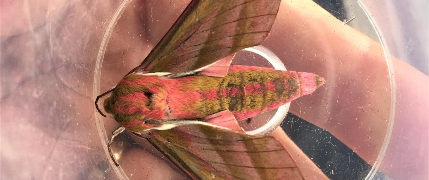 Elephant Hawkmoth, Dittiscombe, South Devon