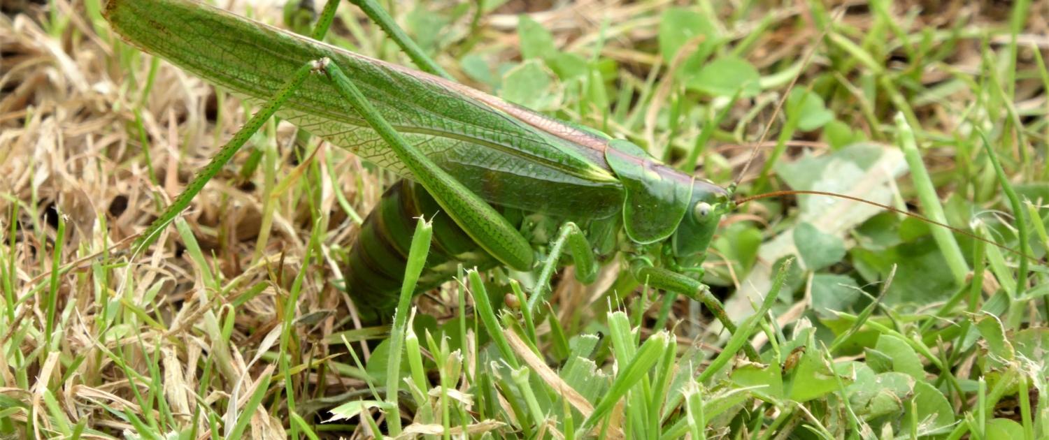 Great Green Bush Cricket, Dittiscombe