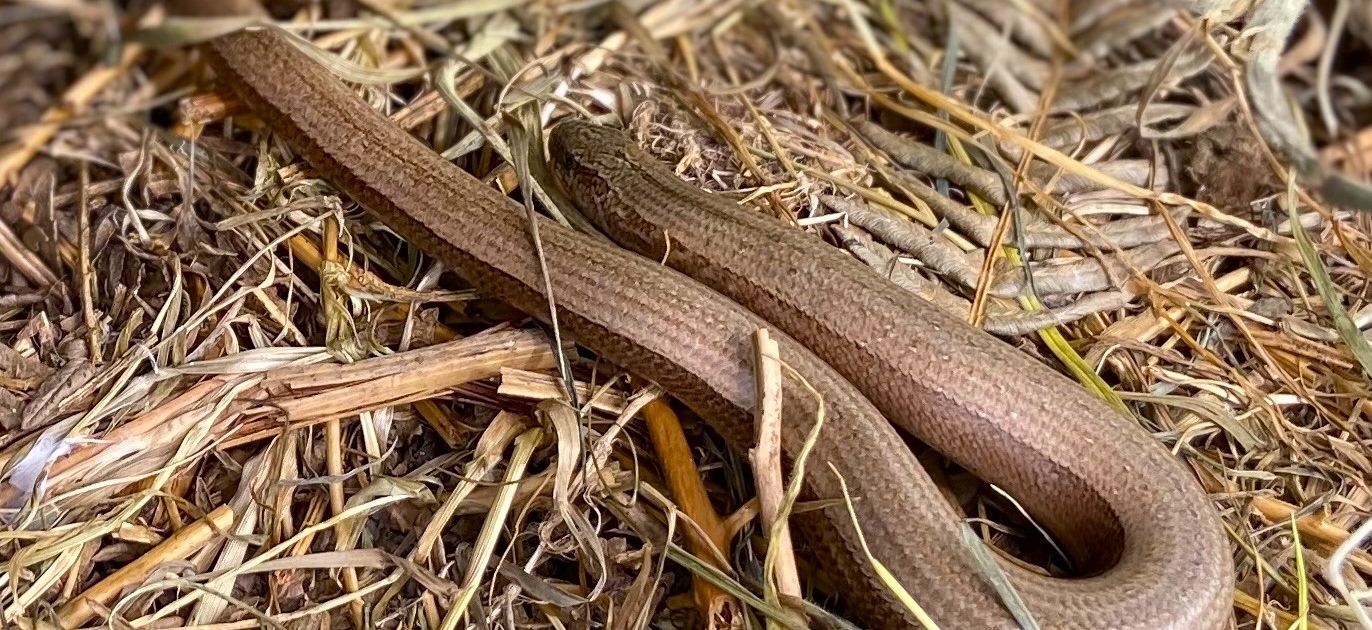 Slow Worm, Dittiscombe Estate, South Devon