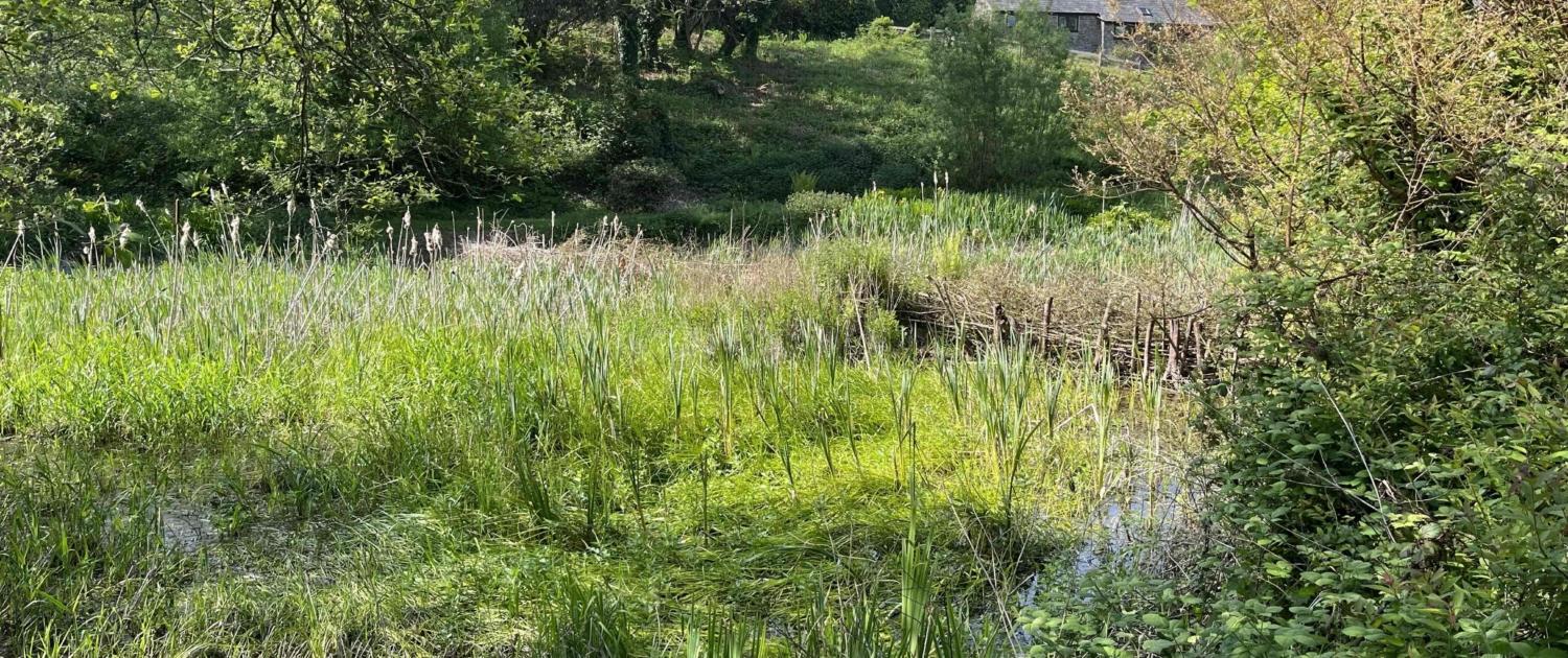 Beaver Dam Project at Dittiscombe Estate
