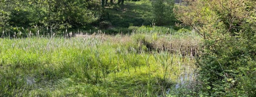 Beaver Dam Project at Dittiscombe Estate