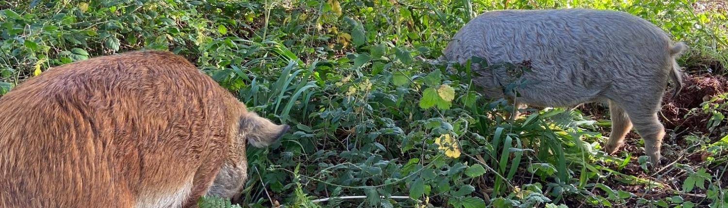 Pigs helping with rewilding at Dittiscombe Estate, Slapton