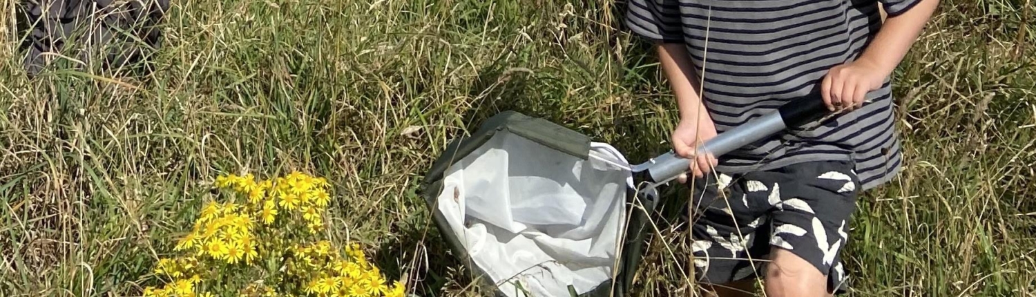 Using sweep nets on the Dittiscombe Nature Walk
