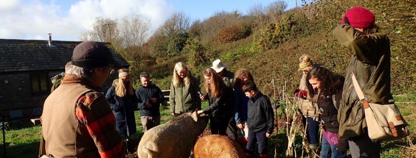 Meet the Pigs event with Devon Rewilding Network