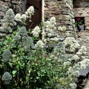 Dovecote Cottage at Dittiscombe, South Devon