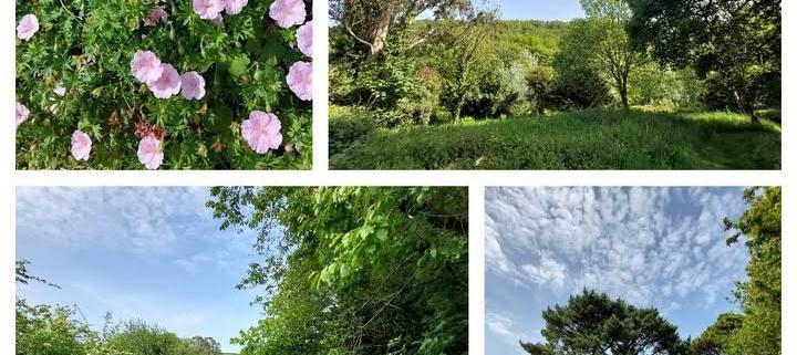 A rewilding walk at Dittiscombe Estate
